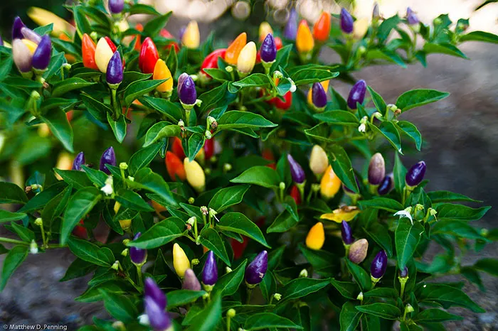Peppers