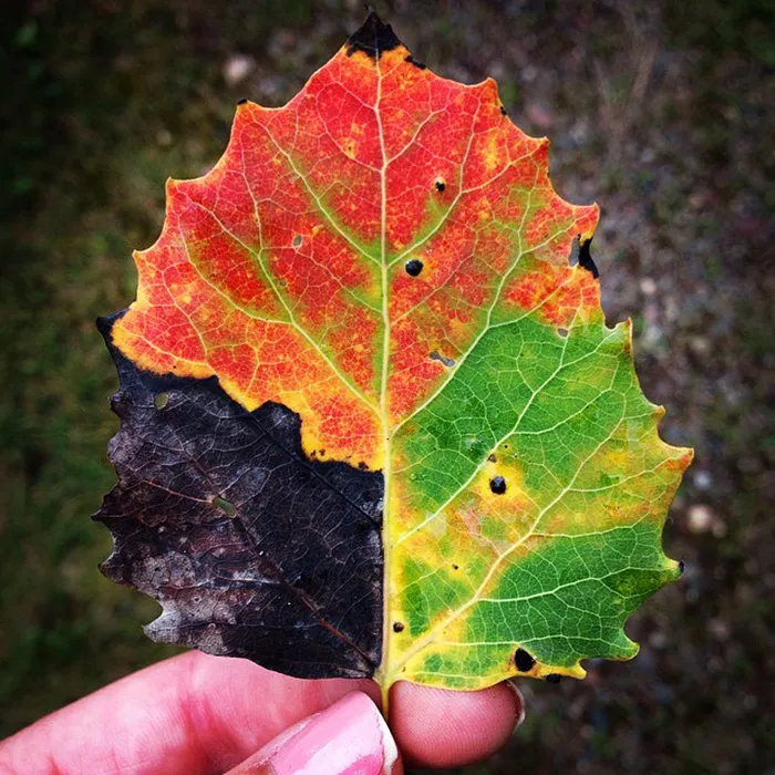 All Seasons In One Leaf