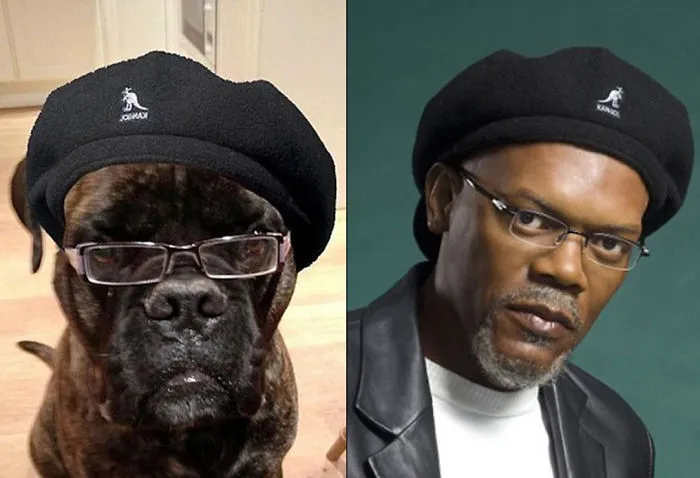 Dog And Samuel Jackson