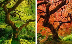 12 Before-And-After Photos Of Autumn's Beautiful Transformations