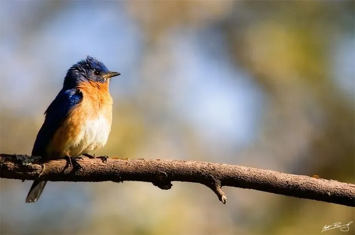 Beautiful Bird