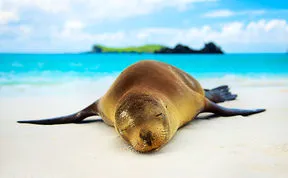 Share Pics Of The Happiest Animals In The World
