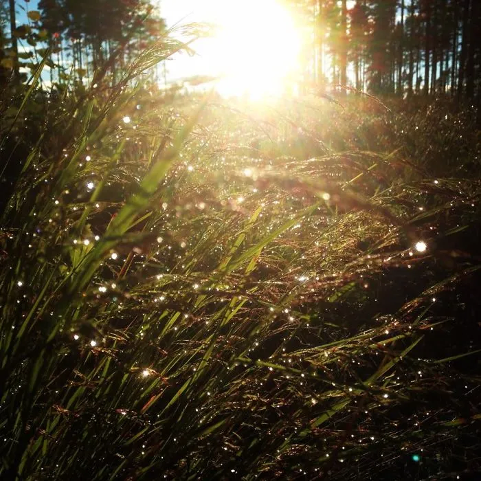Summer In Sweden