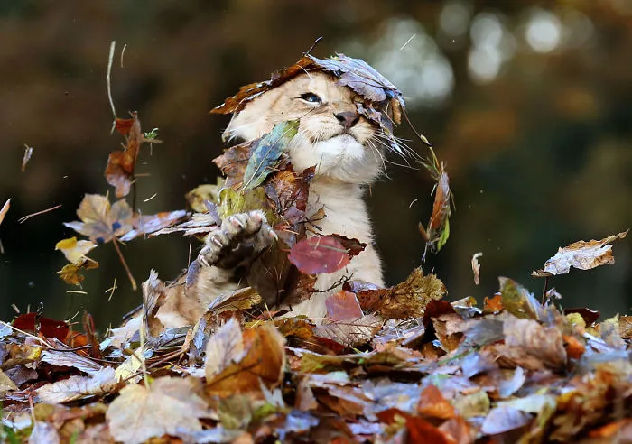 Karis, An 11-week-old Lion Cub At Blair Drummond Safari Park Near Stirling, Scotland