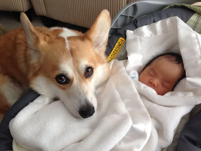 92 Big Dogs Caring For Little Kids