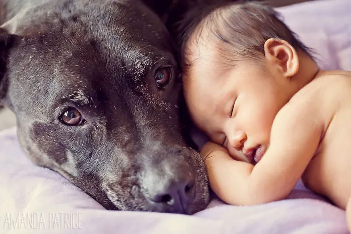 92 Big Dogs Caring For Little Kids