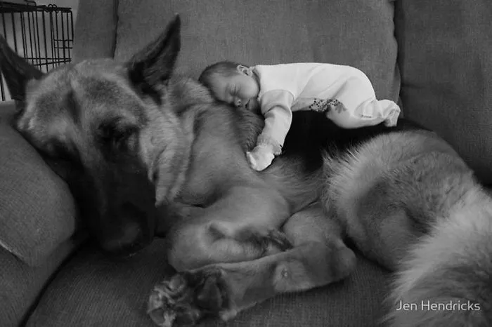 92 Big Dogs Caring For Little Kids