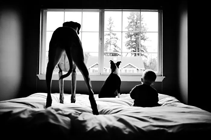 92 Big Dogs Caring For Little Kids
