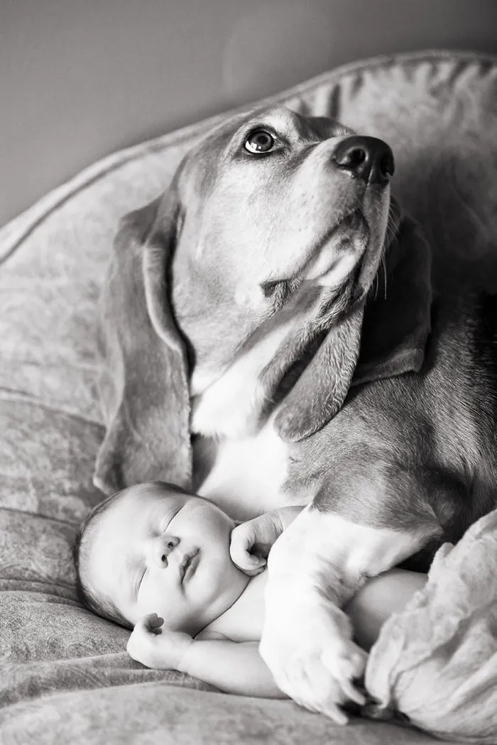 92 Big Dogs Caring For Little Kids