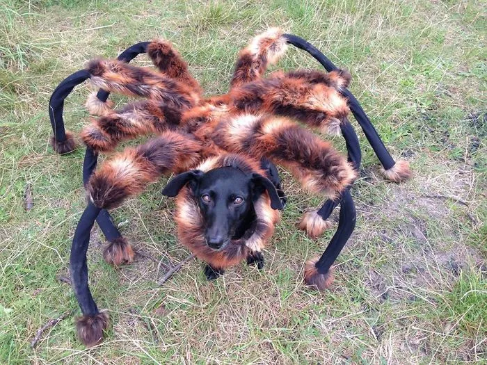 Spider Dog