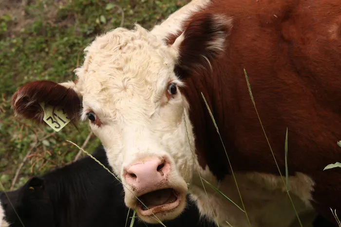 91 Astonished Animals Who Are Freaked Out By What's Happening