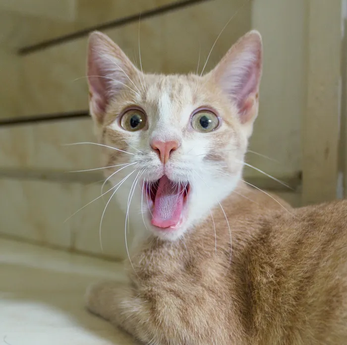 91 Astonished Animals Who Are Freaked Out By What's Happening