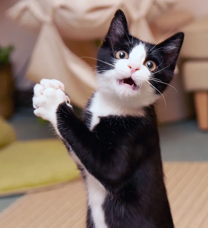91 Astonished Animals Who Are Freaked Out By What's Happening
