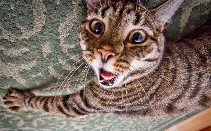 91 Astonished Animals Who Are Freaked Out By What's Happening