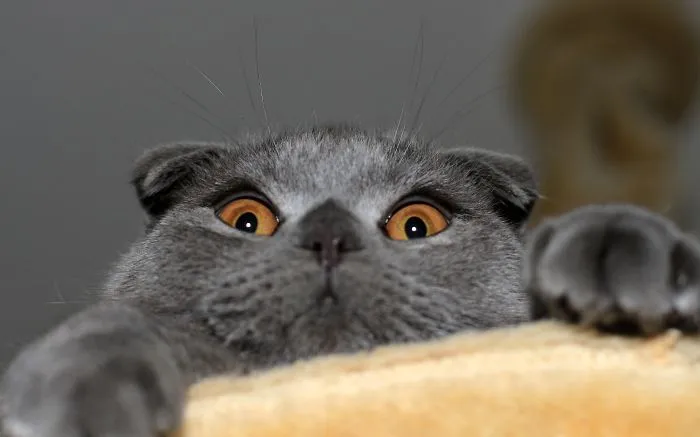91 Astonished Animals Who Are Freaked Out By What's Happening