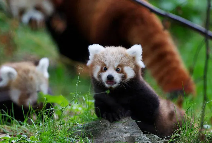 91 Astonished Animals Who Are Freaked Out By What's Happening