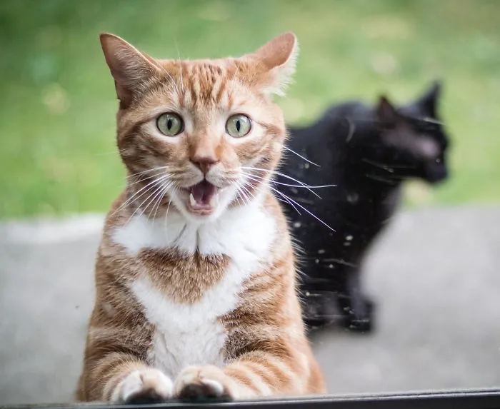 91 Astonished Animals Who Are Freaked Out By What's Happening