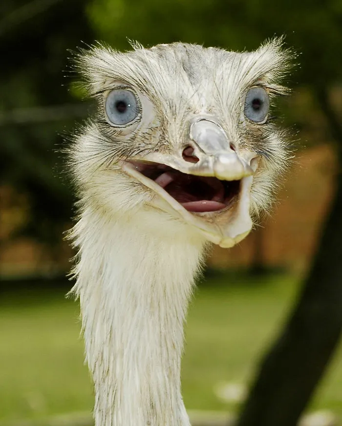 91 Astonished Animals Who Are Freaked Out By What's Happening