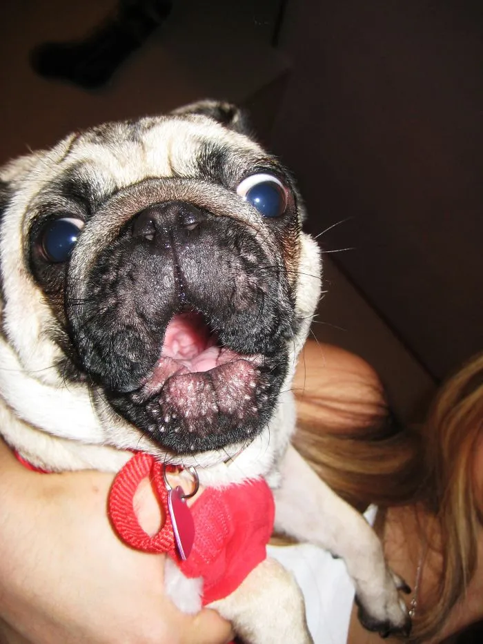 91 Astonished Animals Who Are Freaked Out By What's Happening