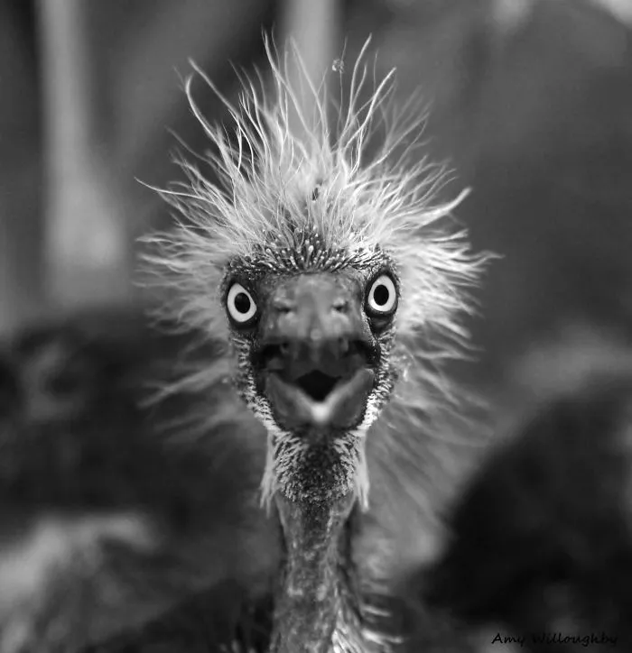 91 Astonished Animals Who Are Freaked Out By What's Happening