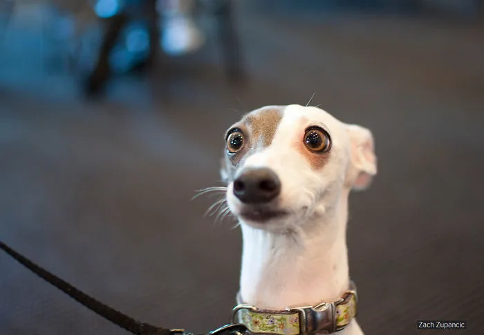 91 Astonished Animals Who Are Freaked Out By What's Happening