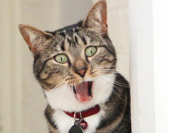 91 Astonished Animals Who Are Freaked Out By What's Happening