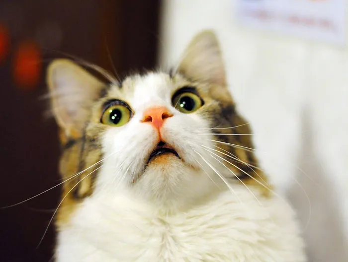 91 Astonished Animals Who Are Freaked Out By What's Happening