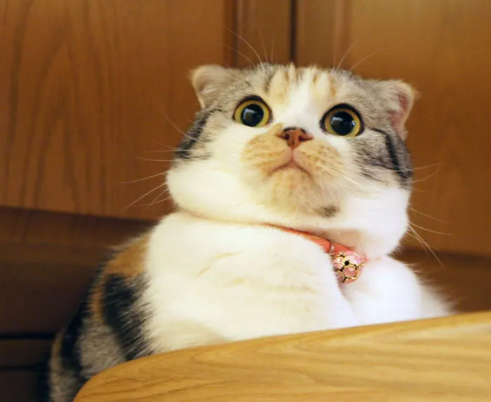 91 Astonished Animals Who Are Freaked Out By What's Happening