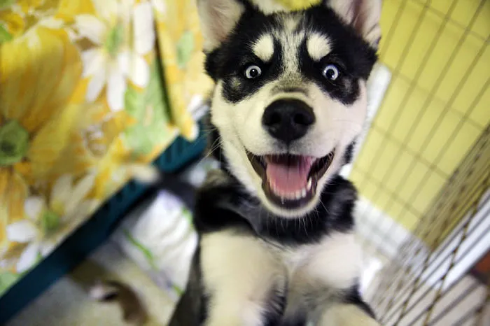 91 Astonished Animals Who Are Freaked Out By What's Happening