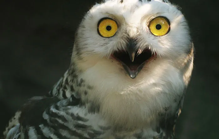 91 Astonished Animals Who Are Freaked Out By What's Happening