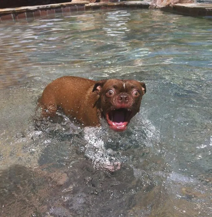 91 Astonished Animals Who Are Freaked Out By What's Happening