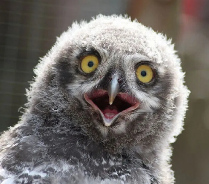 Shocked Owl