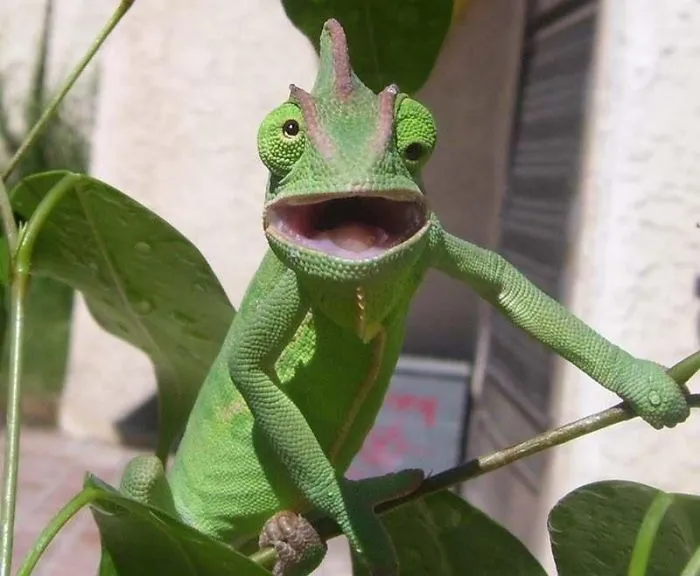 91 Astonished Animals Who Are Freaked Out By What's Happening