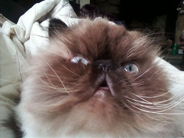 91 Astonished Animals Who Are Freaked Out By What's Happening