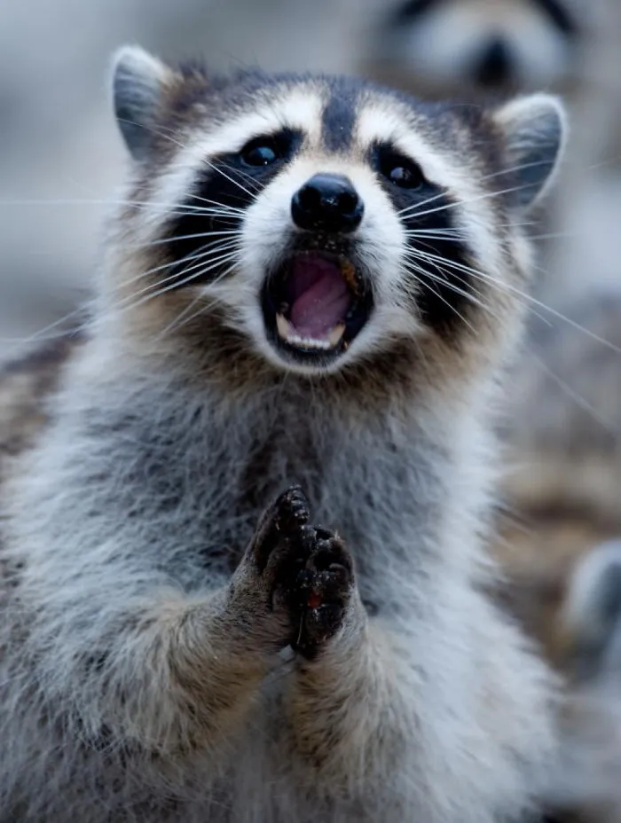 91 Astonished Animals Who Are Freaked Out By What's Happening