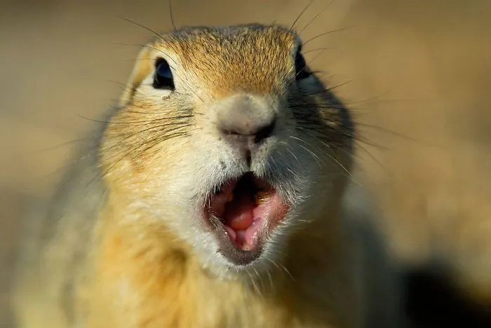 91 Astonished Animals Who Are Freaked Out By What's Happening