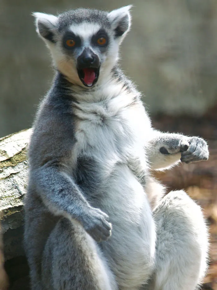 91 Astonished Animals Who Are Freaked Out By What's Happening