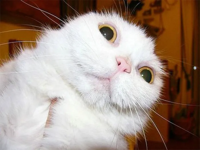 91 Astonished Animals Who Are Freaked Out By What's Happening
