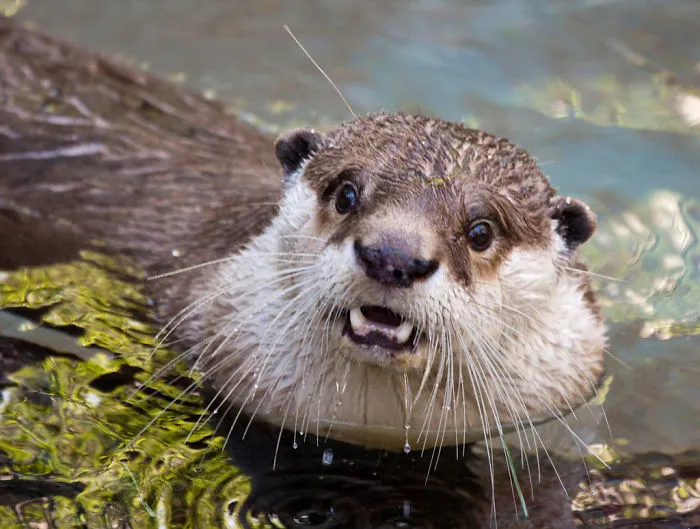 91 Astonished Animals Who Are Freaked Out By What's Happening
