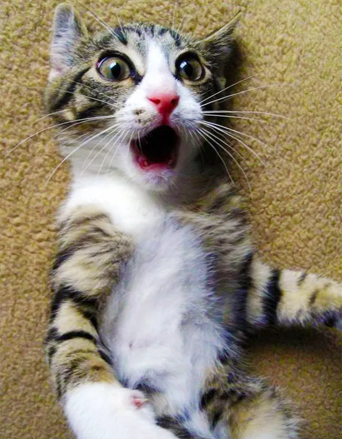 91 Astonished Animals Who Are Freaked Out By What's Happening