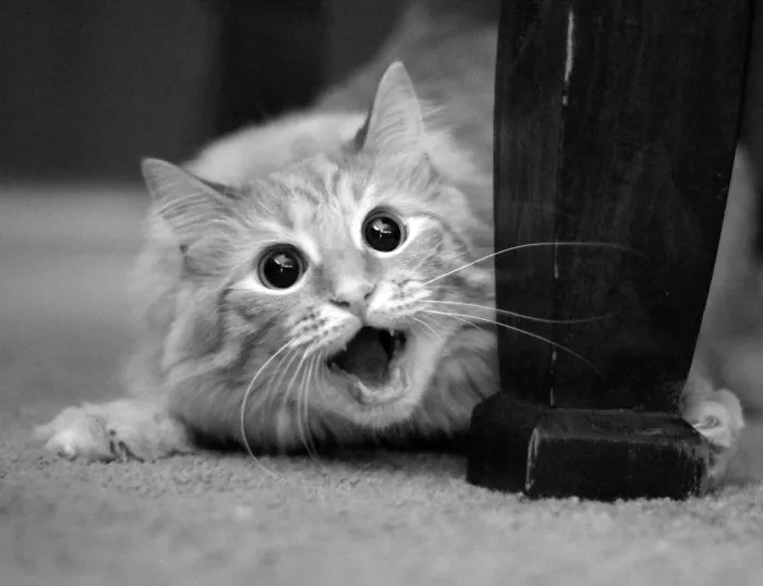 91 Astonished Animals Who Are Freaked Out By What's Happening