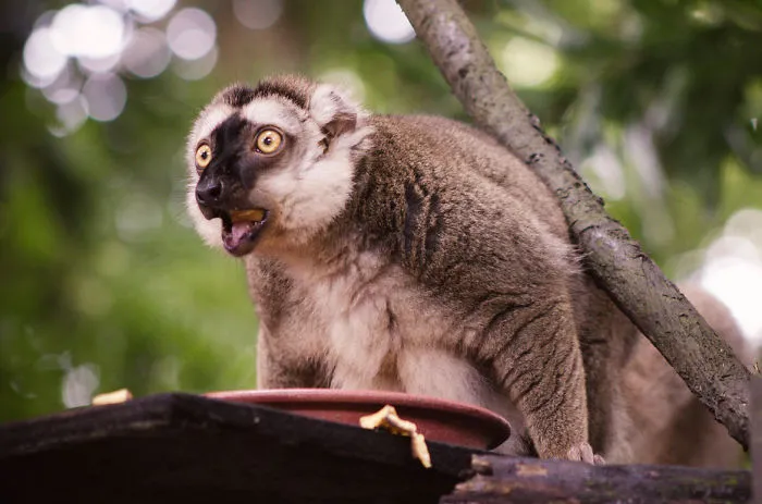 91 Astonished Animals Who Are Freaked Out By What's Happening