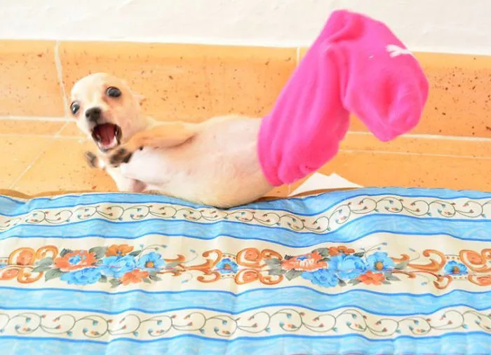 91 Astonished Animals Who Are Freaked Out By What's Happening