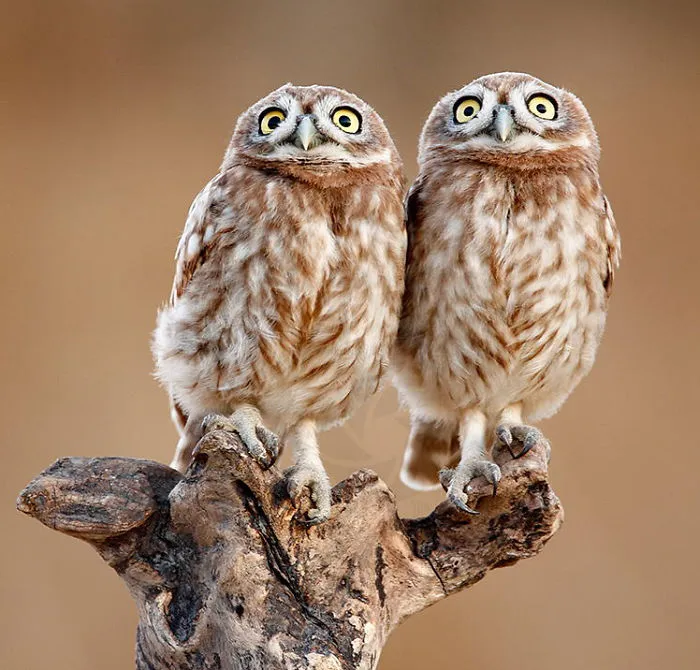91 Astonished Animals Who Are Freaked Out By What's Happening