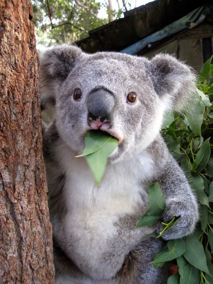 91 Astonished Animals Who Are Freaked Out By What's Happening