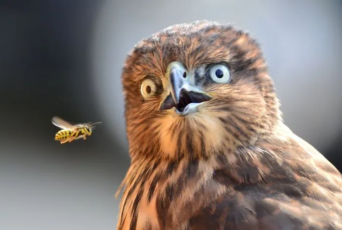 91 Astonished Animals Who Are Freaked Out By What's Happening