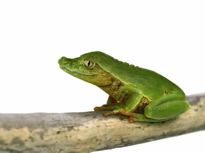 Frogodile