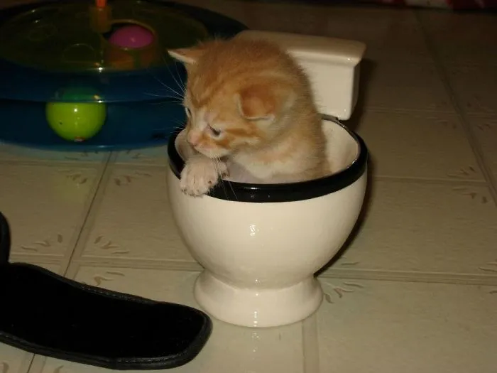 70 Cups Full Of Cuteness