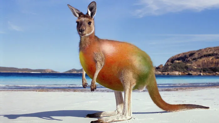 Mangaroo