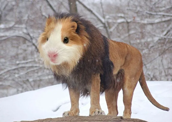 Guinelion